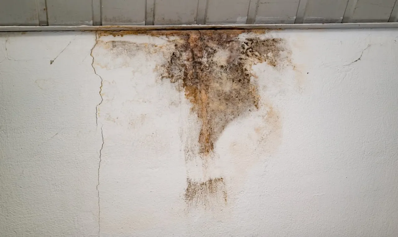 jenis jamur tembok jenis jamur tembok